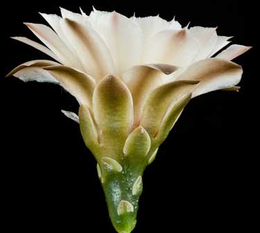 Gymnocalycium heuschkelianum